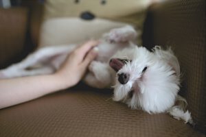 Zwierzęta tak samo jak ludzie, uwielbiają relaks na wygodnej kanapie